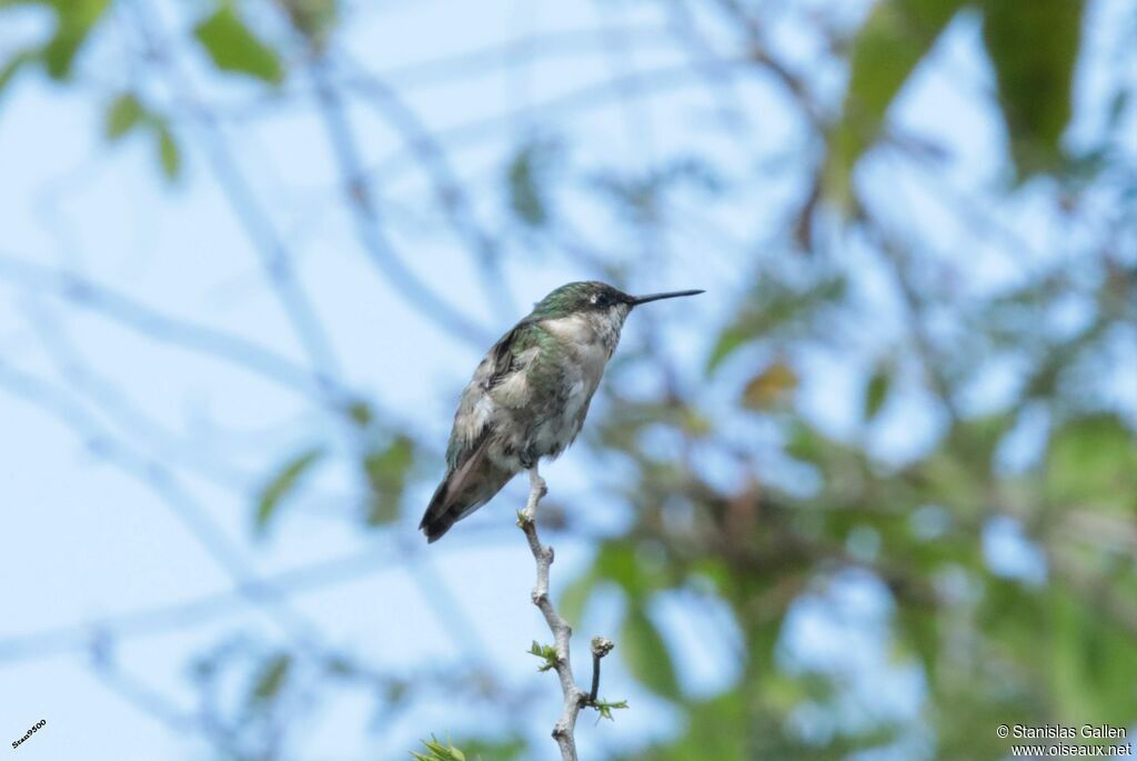 Ruby-throated Hummingbirdadult transition