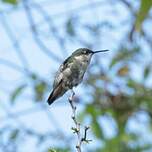 Colibri à gorge rubis