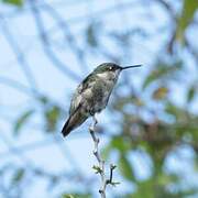 Ruby-throated Hummingbird