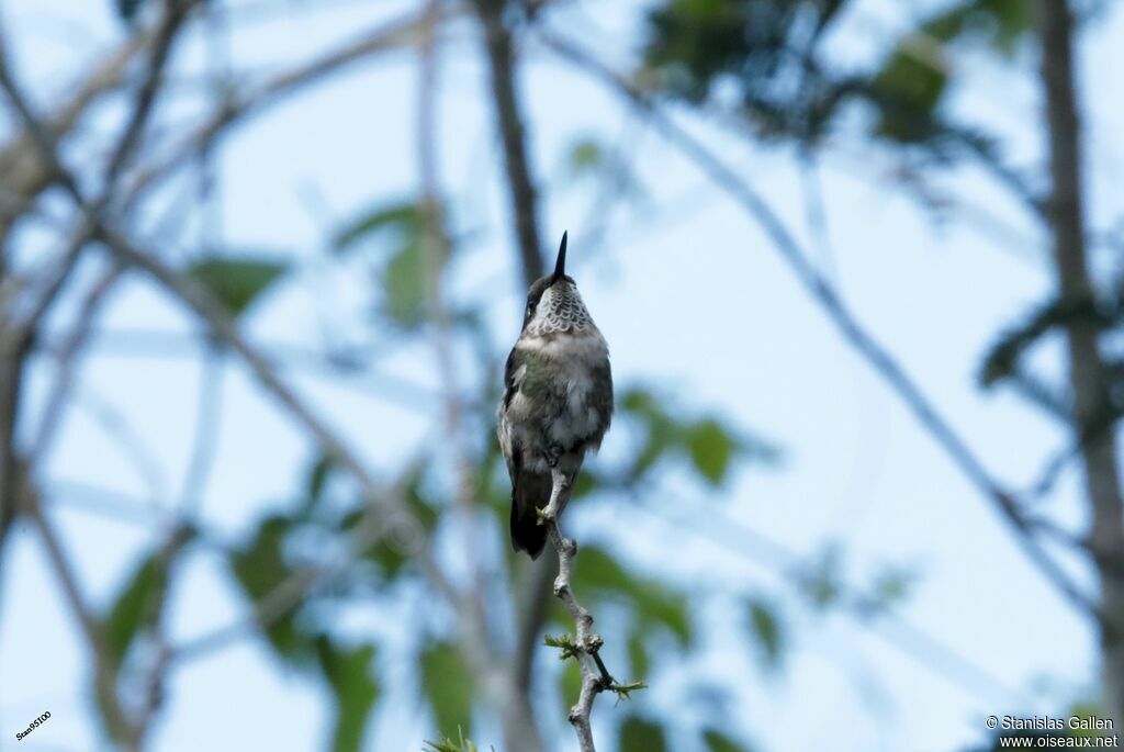 Ruby-throated Hummingbirdadult transition