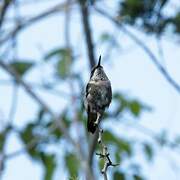 Ruby-throated Hummingbird