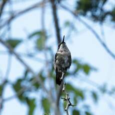 Colibri à gorge rubis