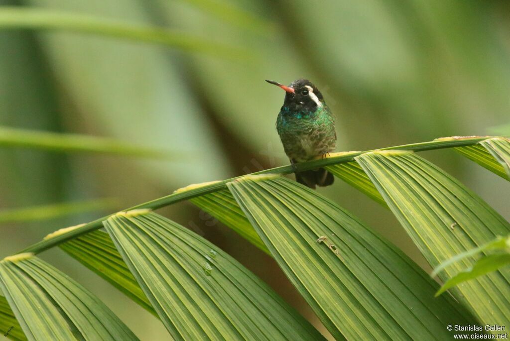 Colibri à oreilles blanches mâle, adulte, nuptial