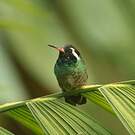 Colibri à oreilles blanches