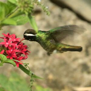 Colibri à oreilles blanches