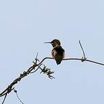 Colibri à queue courte