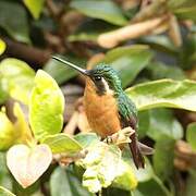 Colibri à queue grise