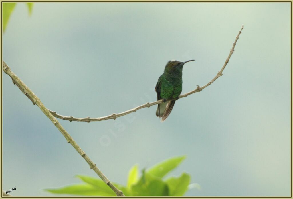 Colibri à tête cuivrée mâle adulte transition