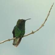 Coppery-headed Emerald