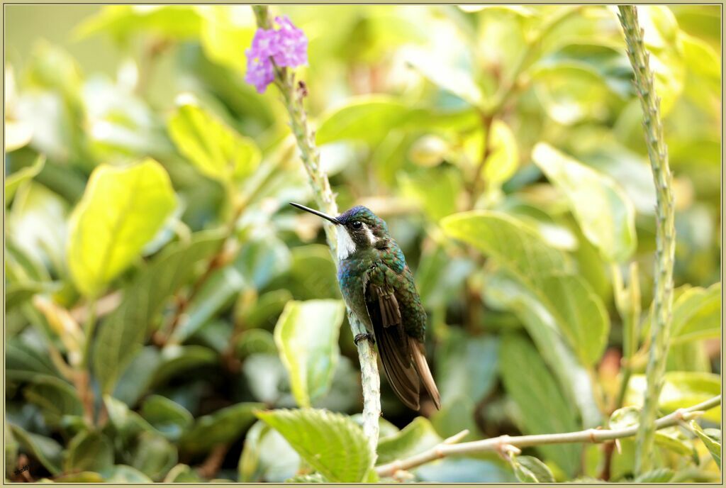 Colibri à ventre châtain mâle adulte nuptial