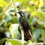 Colibri à ventre châtain