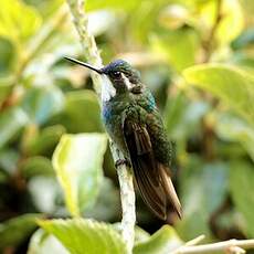 Colibri à ventre châtain