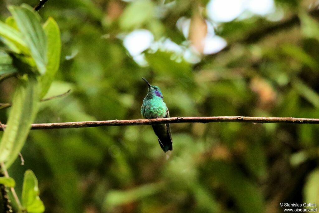 Colibri anaïs mâle adulte