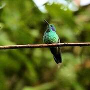 Sparkling Violetear