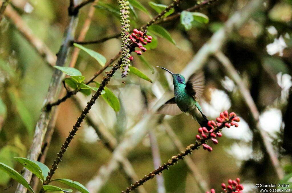 Sparkling Violetear male adult, Flight