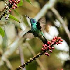 Colibri anaïs