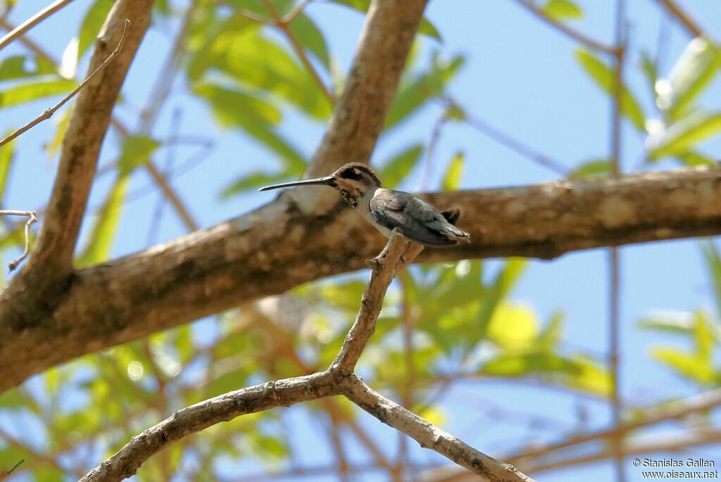 Long-billed Starthroat