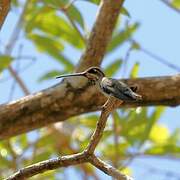 Long-billed Starthroat