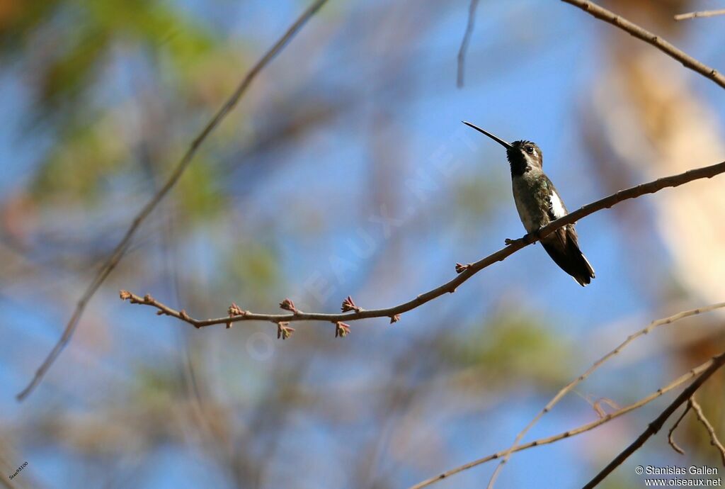 Long-billed Starthroatadult