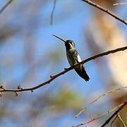 Long-billed Starthroat