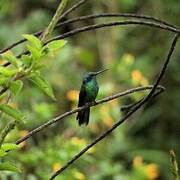 Lesser Violetear