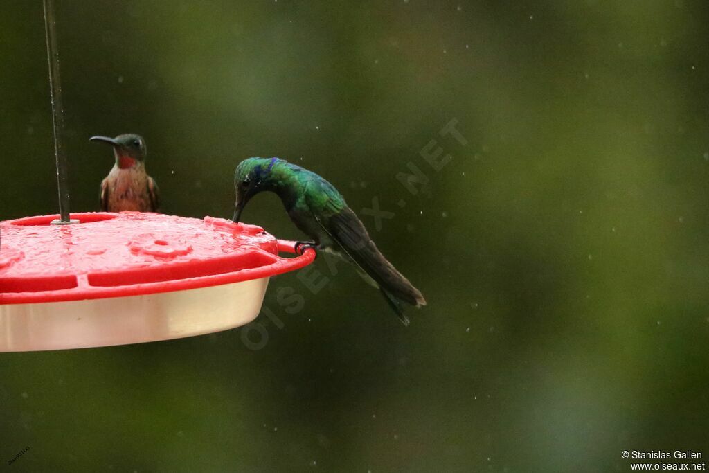 Colibri cyanoteadulte, mange, boit