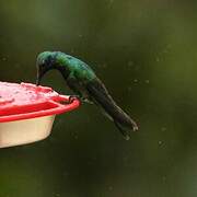 Colibri cyanote