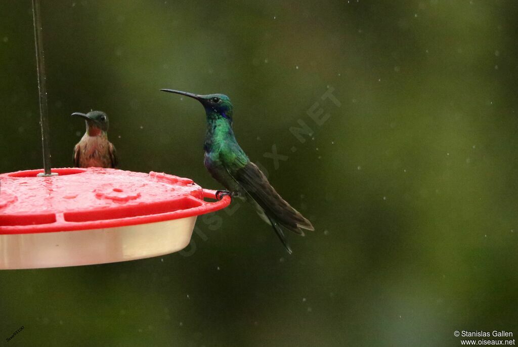 Colibri cyanoteadulte