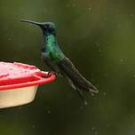 Colibri cyanote