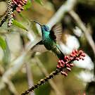 Colibri d'Anaïs