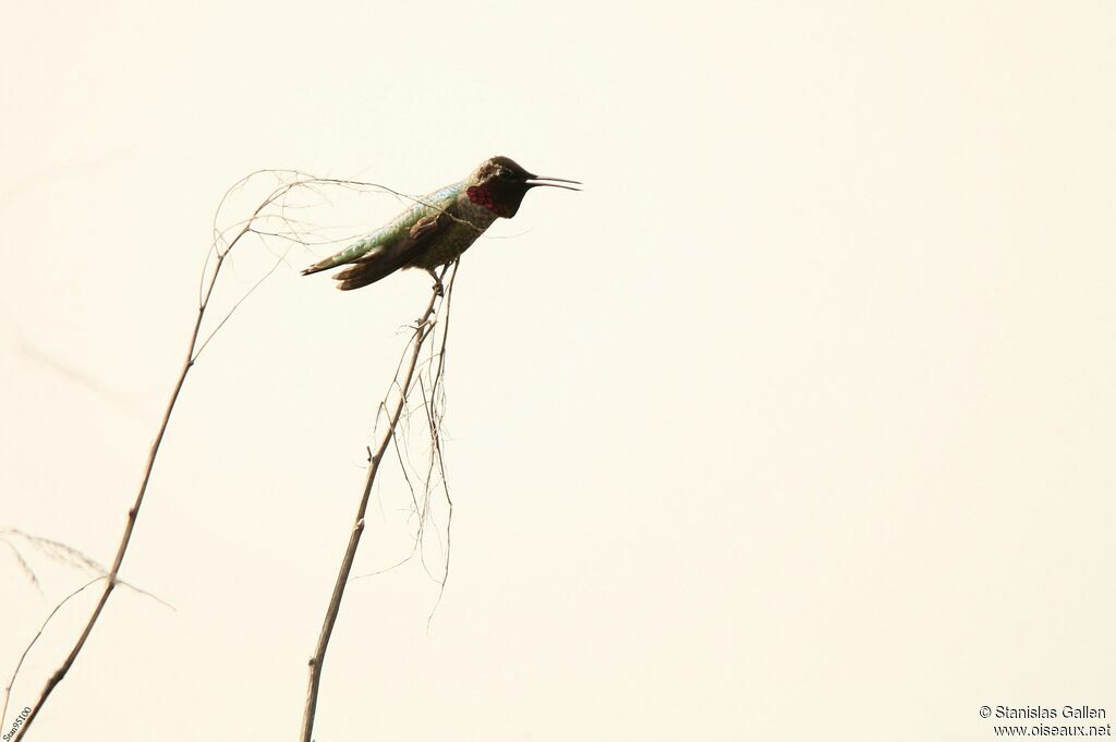 Colibri d'Anna mâle adulte