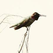 Anna's Hummingbird