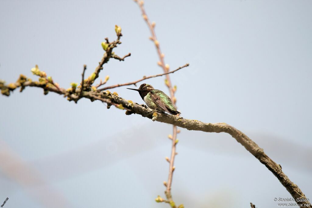 Colibri d'Annaadulte