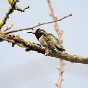 Anna's Hummingbird