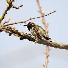 Colibri d'Anna