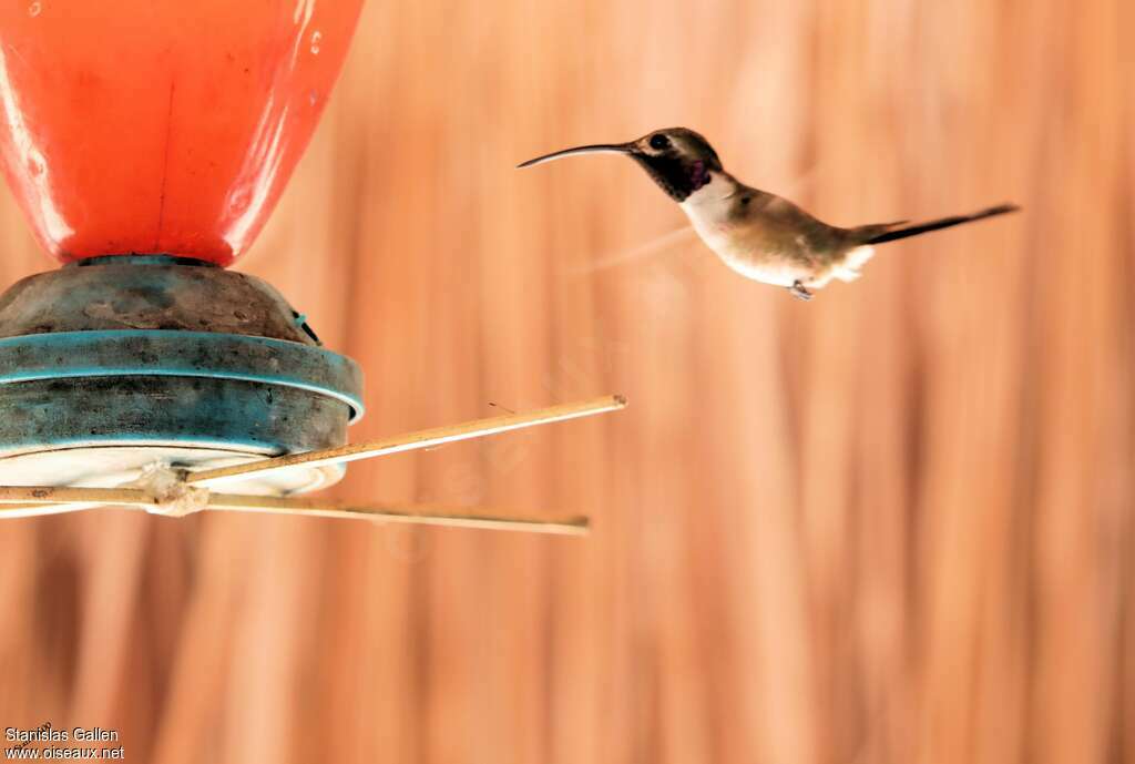 Colibri d'Eliza mâle, adulte, vol, mange