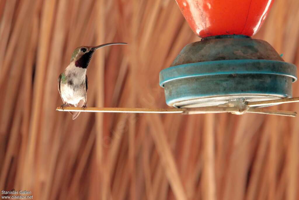 Colibri d'Eliza mâle, adulte