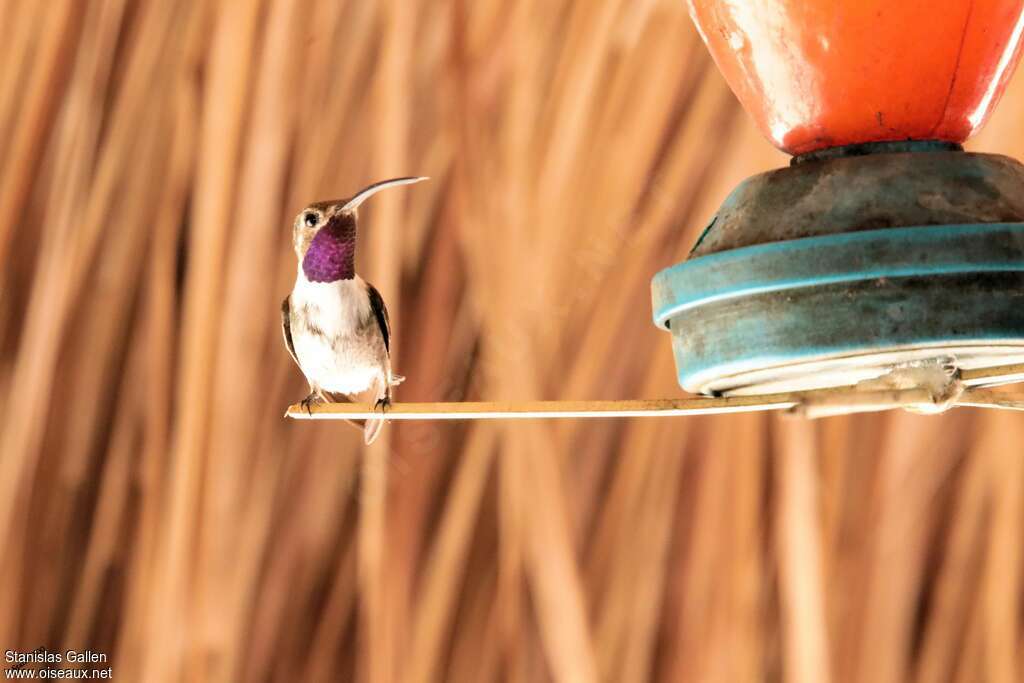 Colibri d'Eliza mâle, adulte