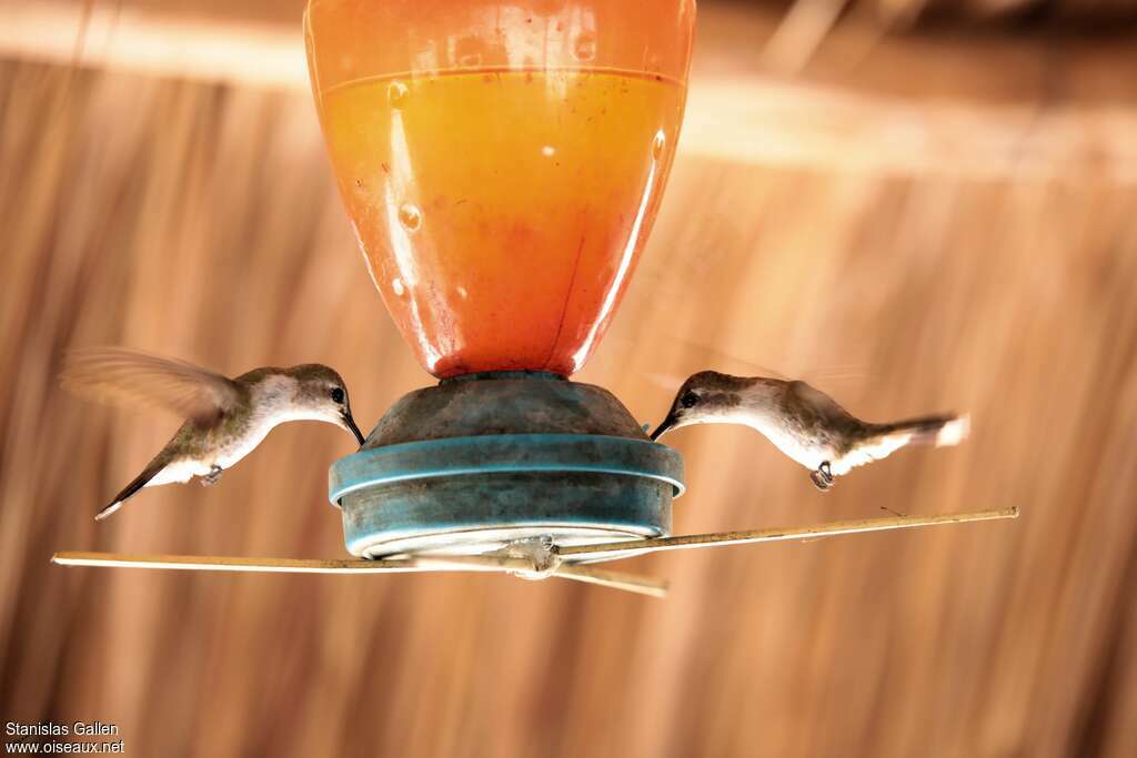 Colibri d'Eliza