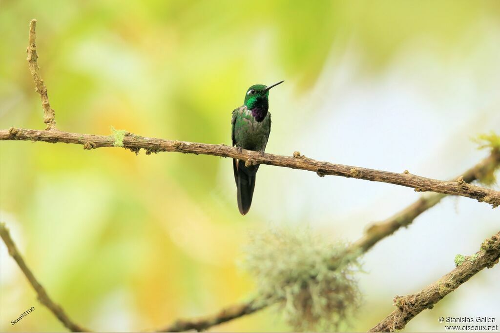 Purple-bibbed Whitetip male adult