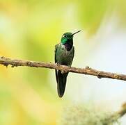 Purple-bibbed Whitetip