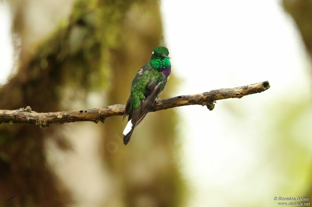 Purple-bibbed Whitetip male adult