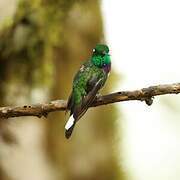 Purple-bibbed Whitetip