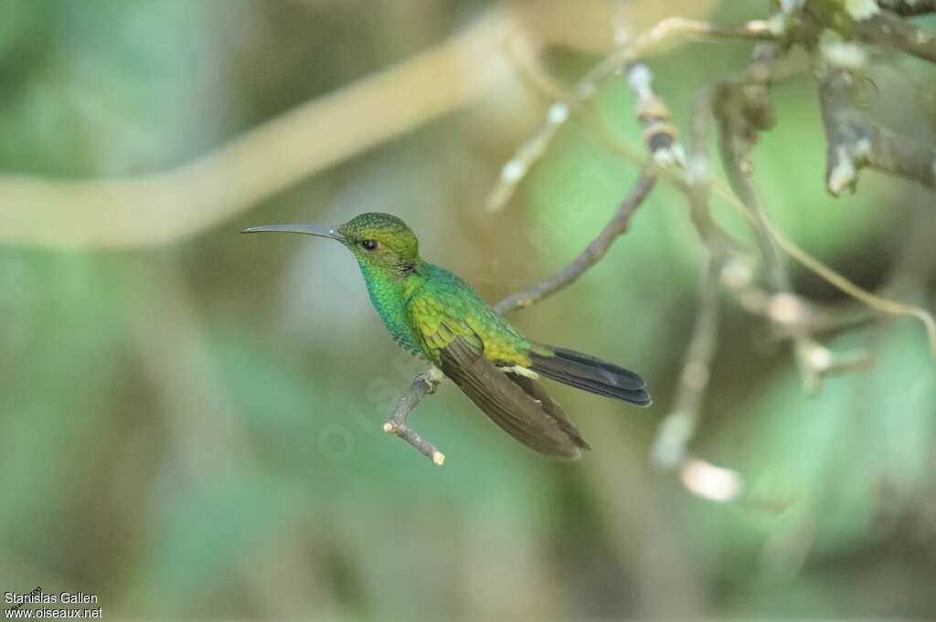 Colibri de Buffon mâle adulte nuptial, pigmentation