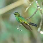 Colibri de Buffon