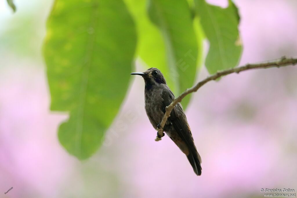 Colibri de Delphineadulte