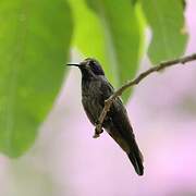 Brown Violetear