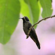 Colibri de Delphine