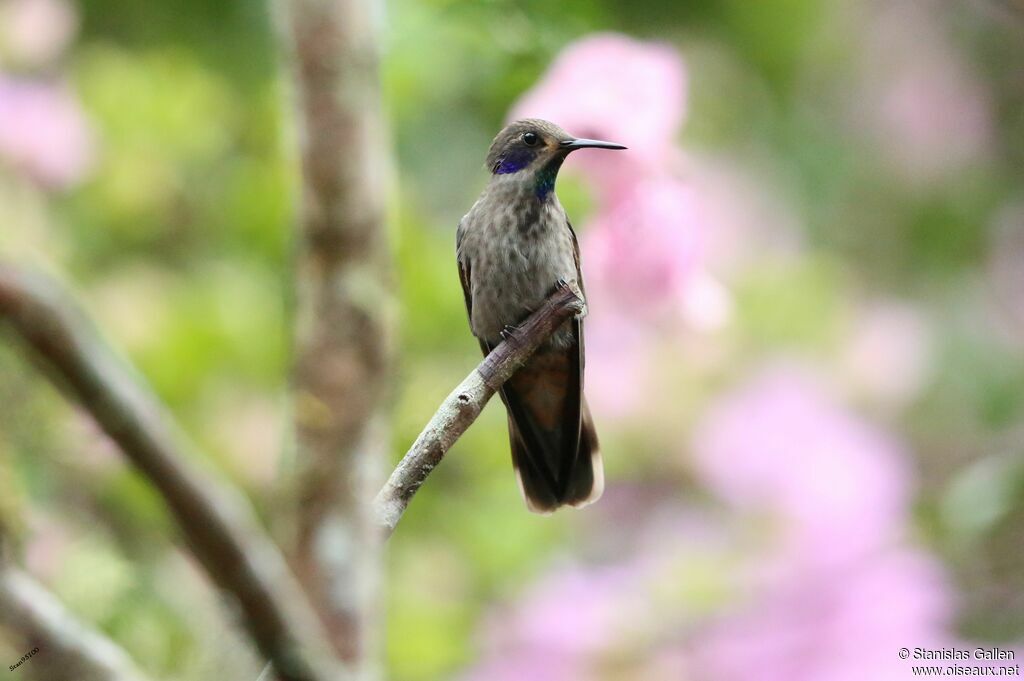 Colibri de Delphineadulte