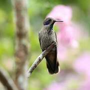 Brown Violetear